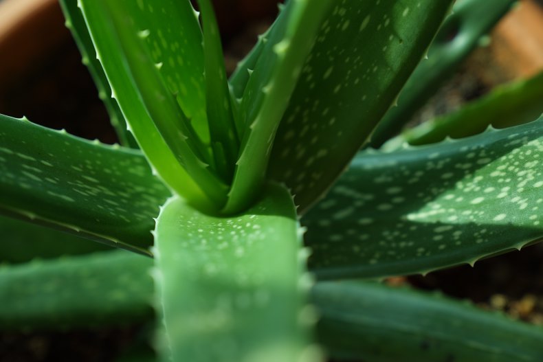 Die heilende Kraft der Aloe